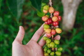 Je zelená káva ideálna na chudnutie? Odlíšte fakty od mýtov