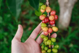 Je zelená káva ideální na hubnutí? Odlište fakty od mýtů