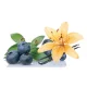 Práškové ochucovadlo - rôzne príchute Blueberry Vanilla 50g