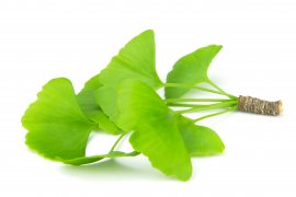 Ginkgo biloba and its greatest benefit